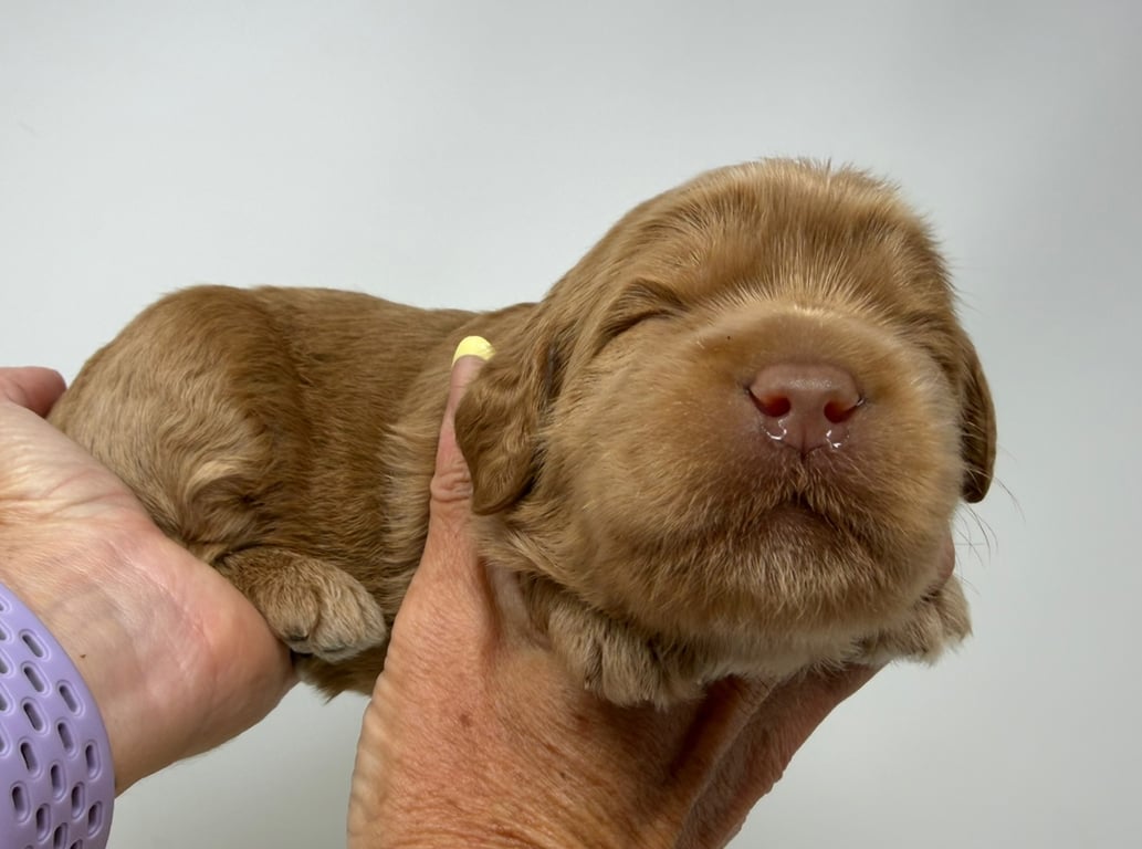 Black Collar, an Australian Labradoodle from Tarheel Labradoodles based in Troutman, North Carolina, an Australian Labradoodle silver paw, ALAA certified breeder.