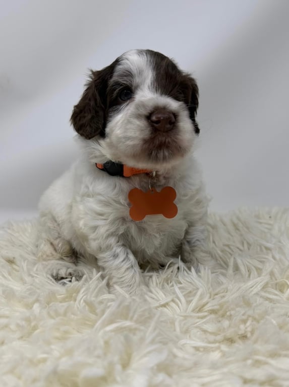 Orange Collar, an Australian Labradoodle from Tarheel Labradoodles based in Troutman, North Carolina, an Australian Labradoodle silver paw, ALAA certified breeder.