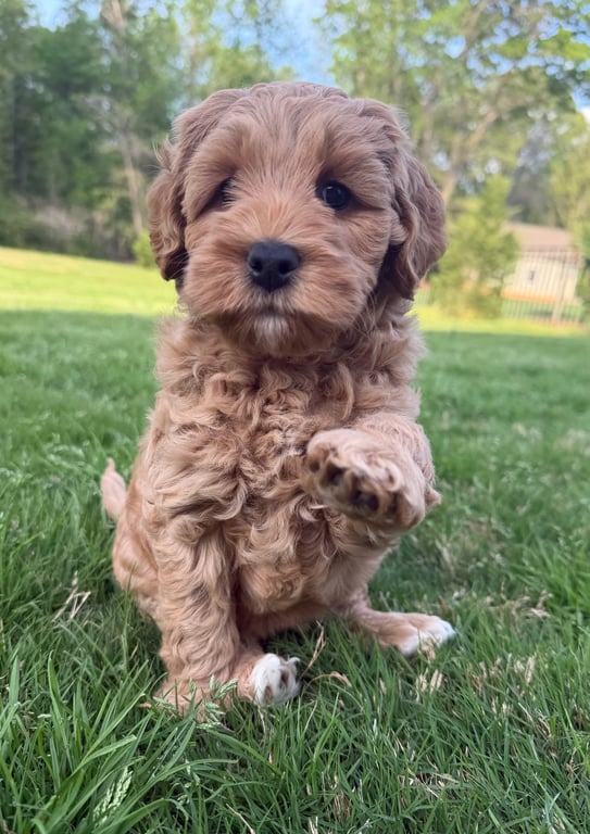 Eloise, an Australian Labradoodle from Tarheel Labradoodles based in Troutman, North Carolina, an Australian Labradoodle silver paw, ALAA certified breeder.