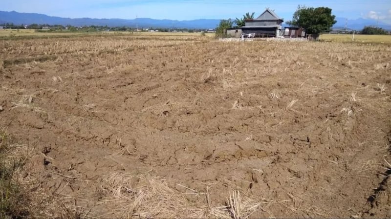 El Nino Ekstrem Mengancam Banyak Negara, Warga Wajib Waspada dan Siap Siaga!