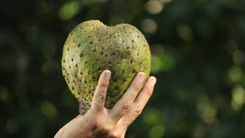 Manfaat Buah Sirsak untuk Kesehatan dan Tangkal Penyakit