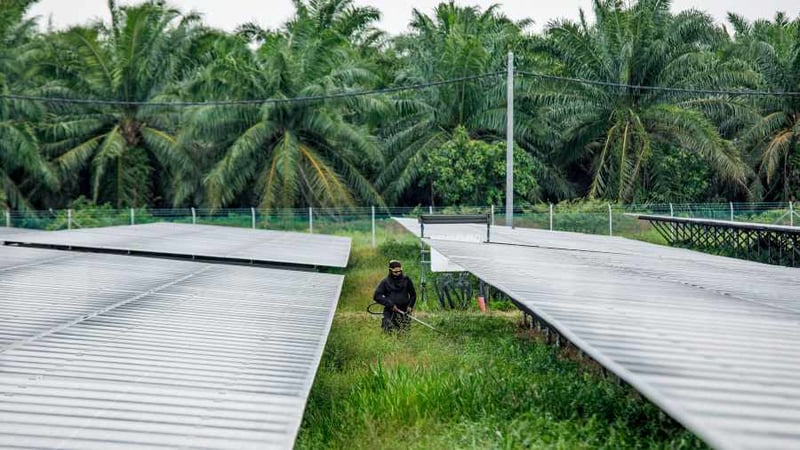 Malaysia & Thailand Juga Punya Lahan Sawit yang Luas, Tapi Kenapa Hanya di Indonesia Saja Kebakaran Hutan Ekstrem Terjadi?