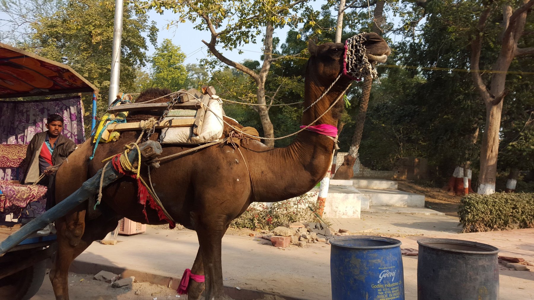 A camel pulling a cart.