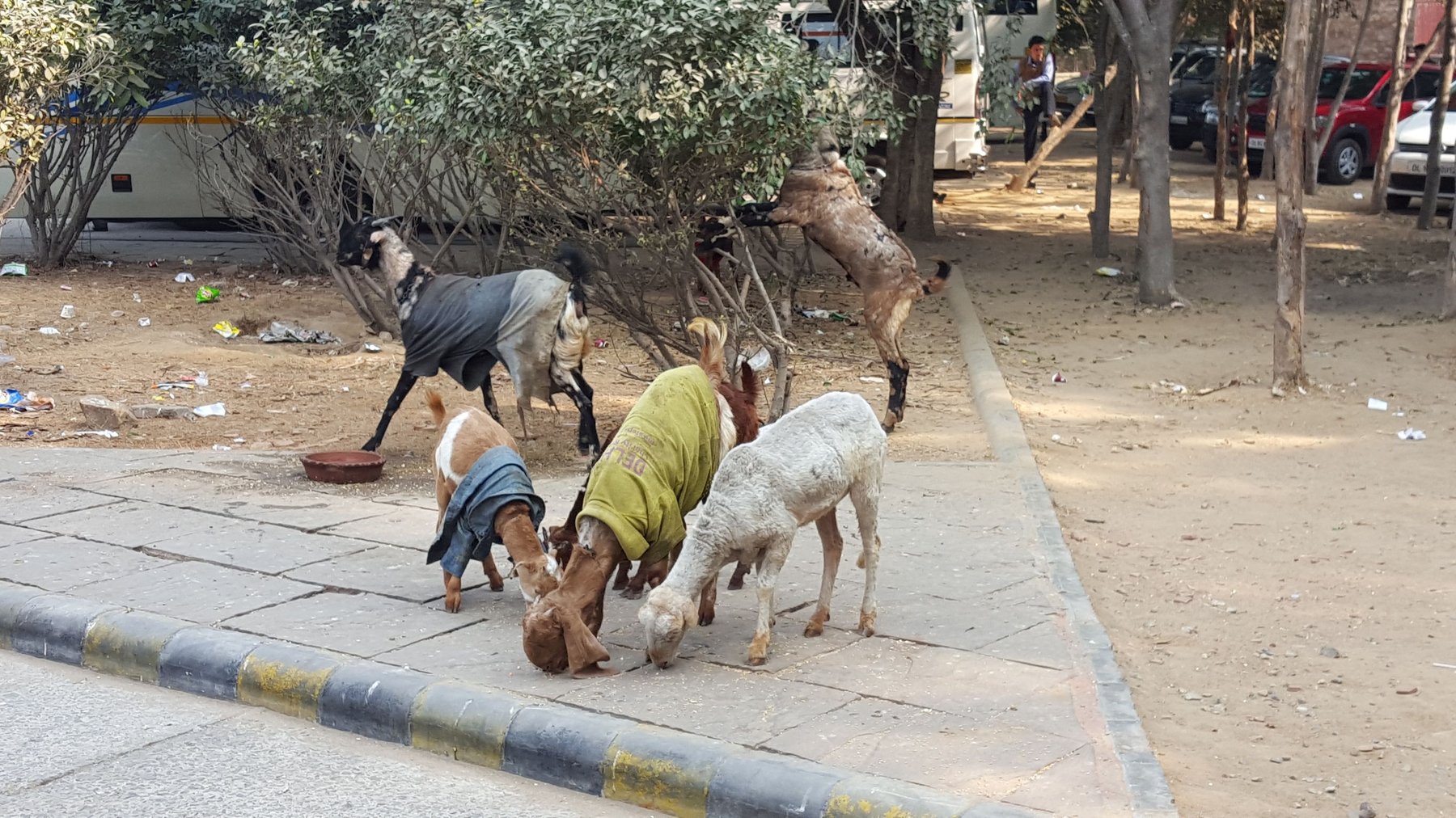 5 goats on the street. Some wear t-shirts and jackets.