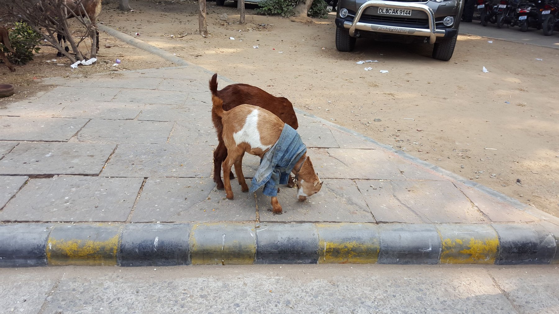 Two goats on the street, eating from the ground.