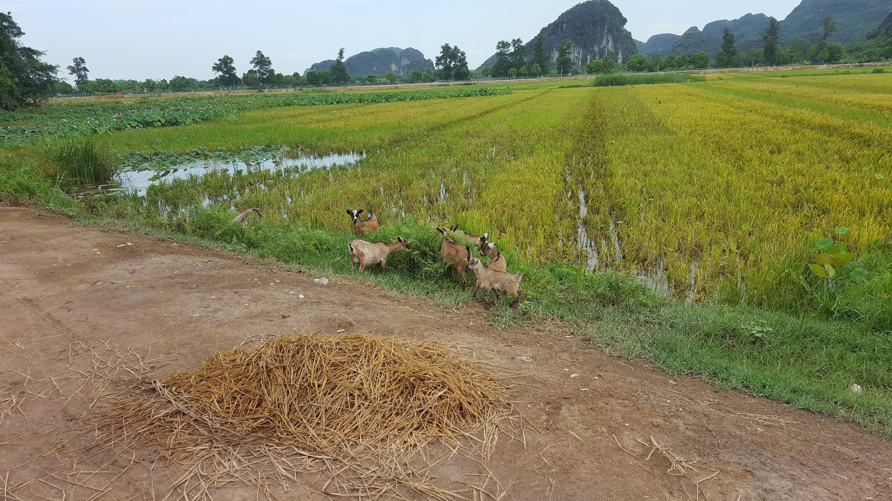 6 goats on a dirt road, in front of an expanse of farmland.