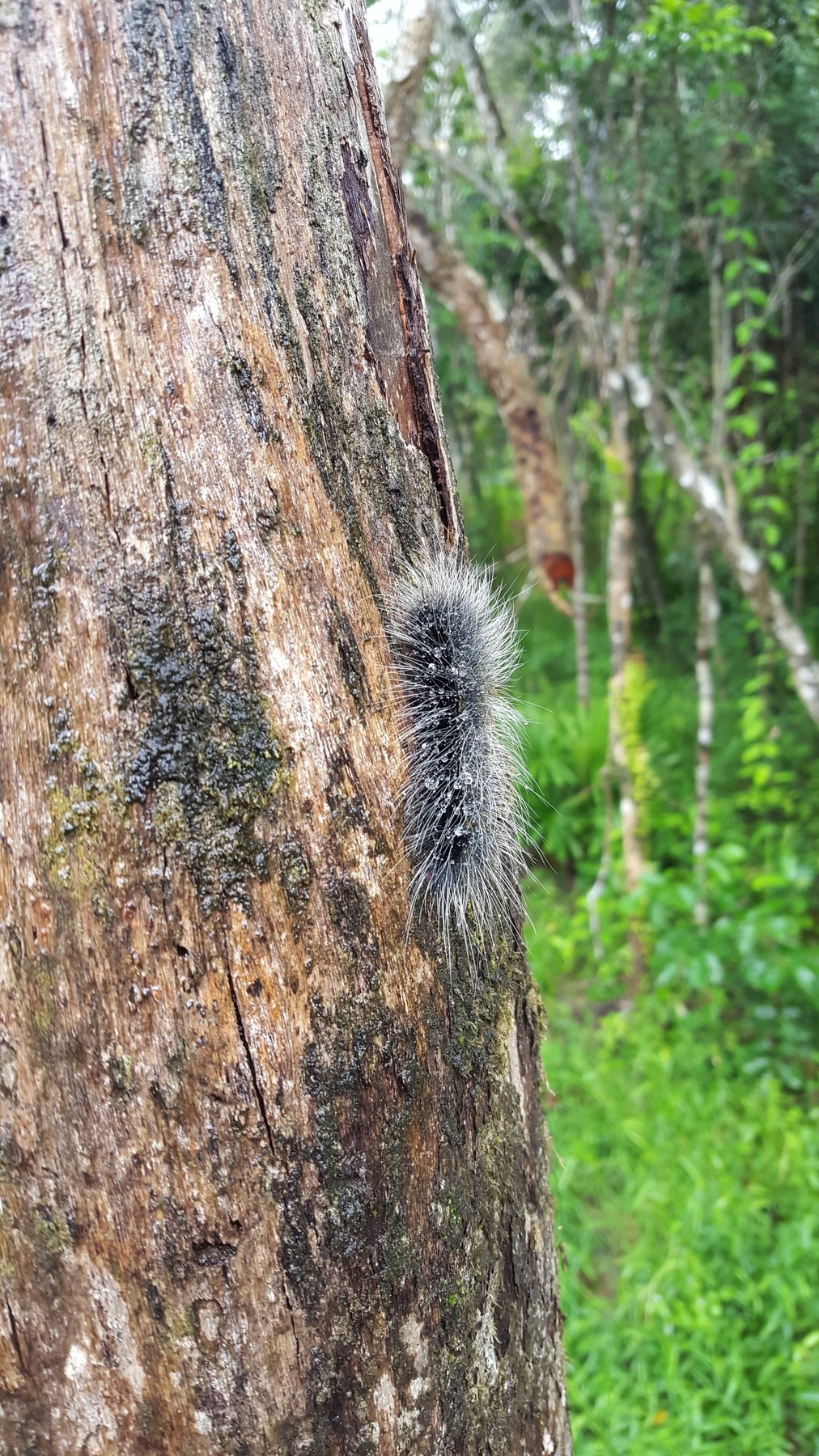 A black caterpillar with white fur climbing a tree.
