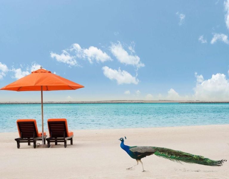 Beach scene with two orange lounge chairs and umbrellas by the water, and a peacock walking on the sand.