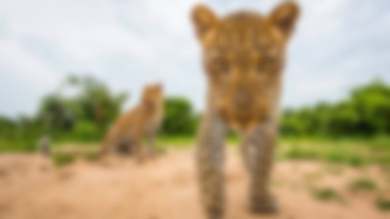 normal_variant_image_6