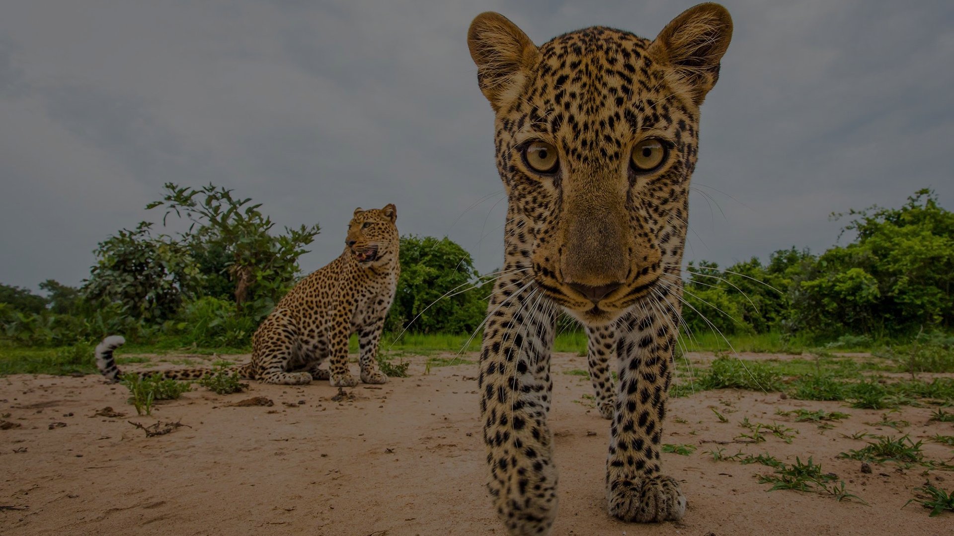 flexible_variant_image_1