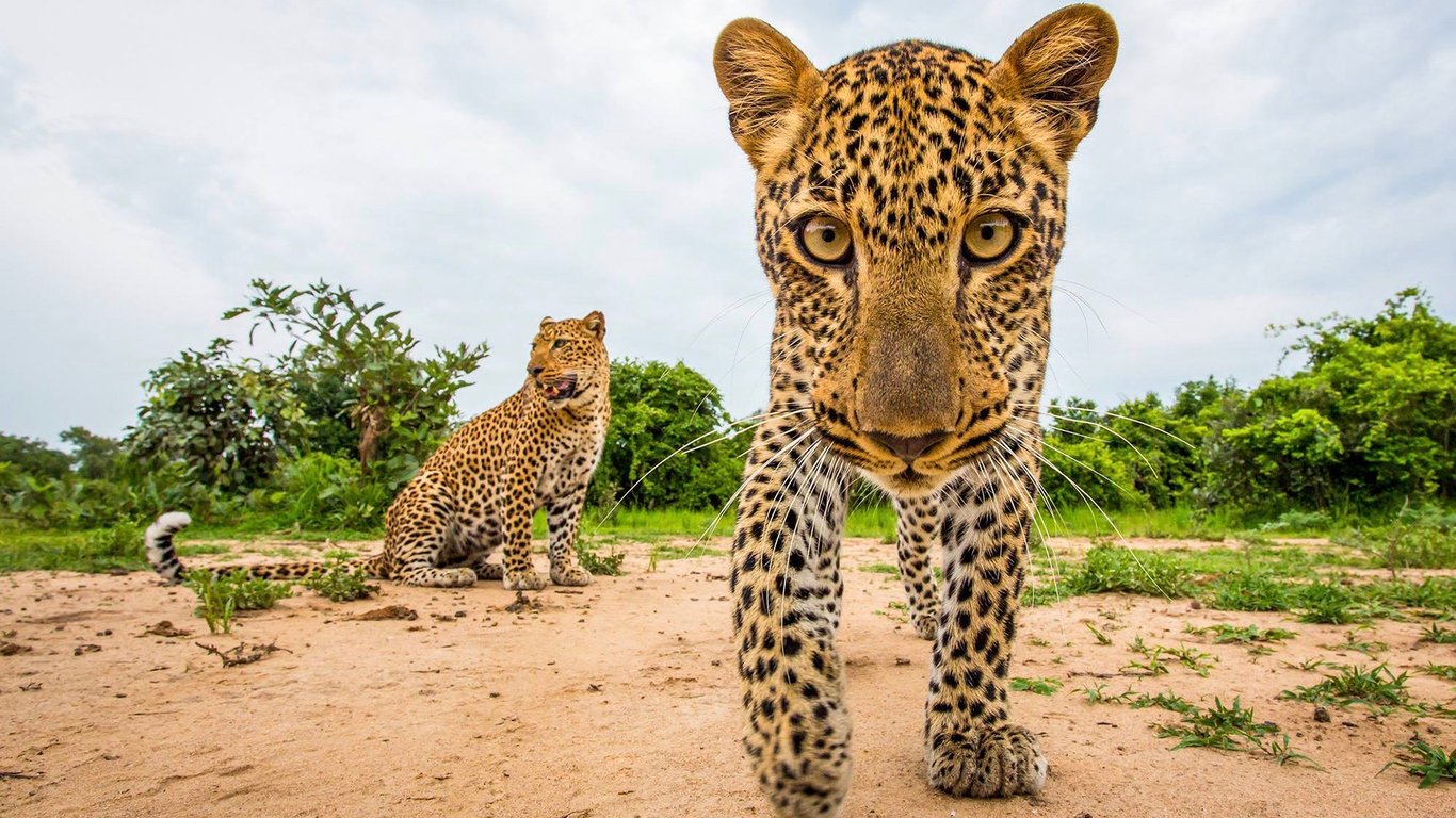 normal_variant_image_1