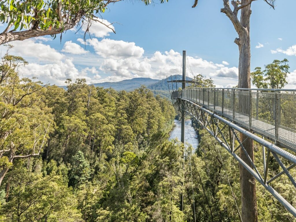 A part of the Tahune Forest Airwalk with trees around
