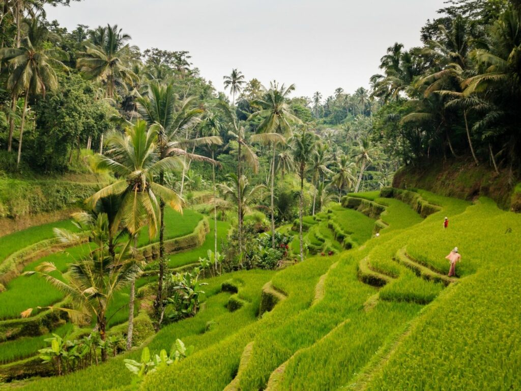 Green and lush view over Tegalalang Rice Terrace