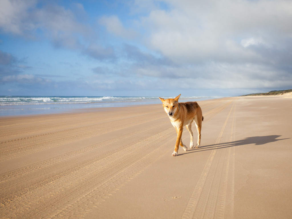A dog walking at the beach at Fraser Island