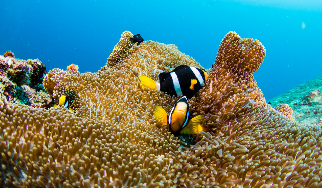 2 clack and white striped fish with yellow fins laying in the choral reef