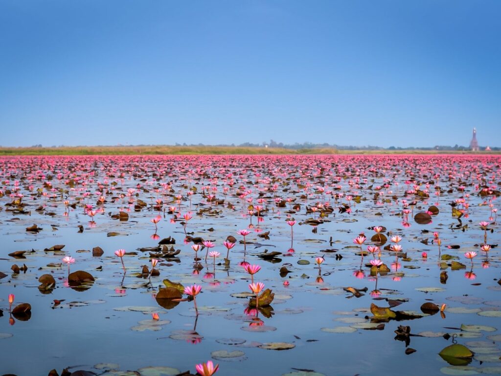 Hundrede af lyserøde lotusblomster i vandet ved Udon Thani, Thailand