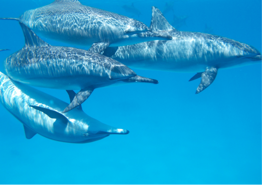 Four dolphins swimming