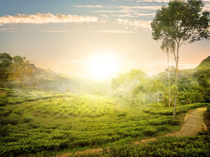 Nuwara Eliya Sri Lanka