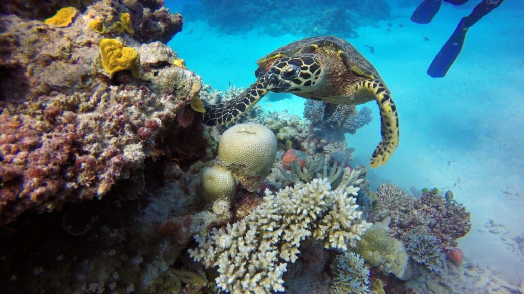 A sea turtle looking up behind colourful coral reed