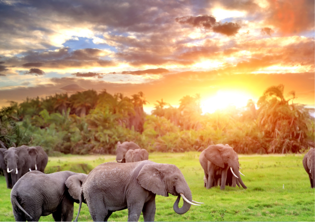 Wild elephants and sunset in Khao Sok National Park, Thailand