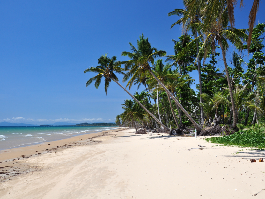 White sandy beach with palm trees in the beach line