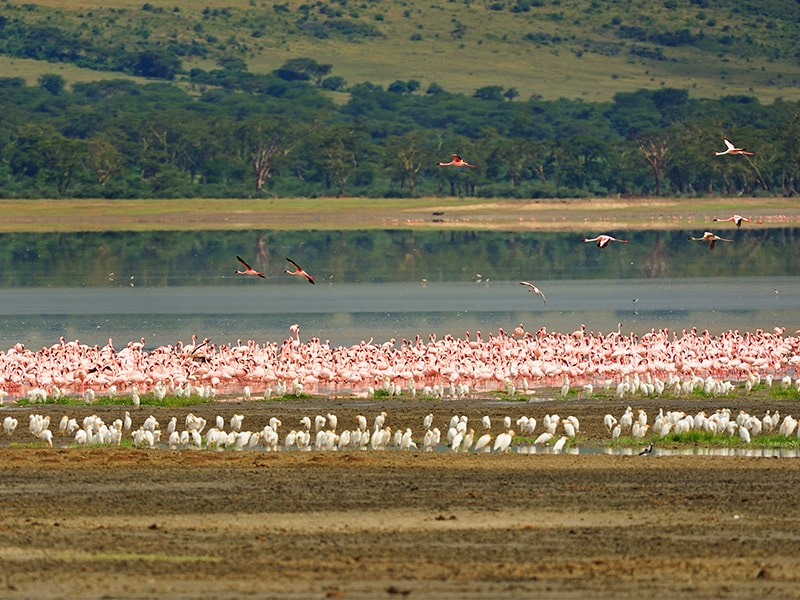 Lake Manyara Tanzania