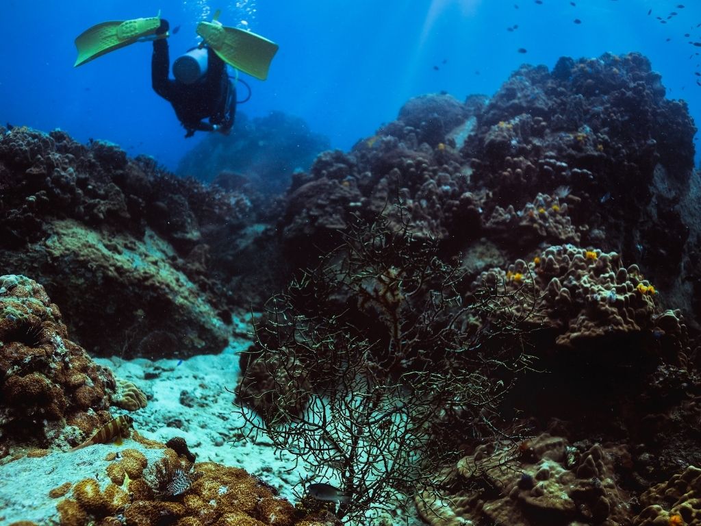 The beautiful underwater life