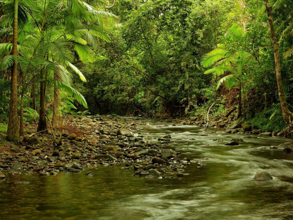 A river running through green, lush forest in Daintree National Park
