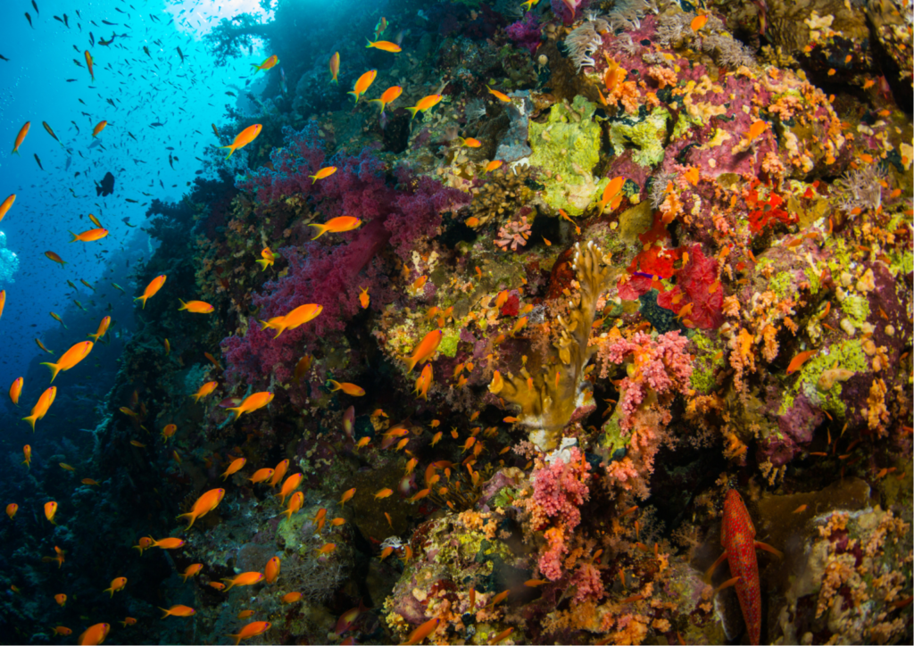 Colourful coral reef with a steam of orange fish