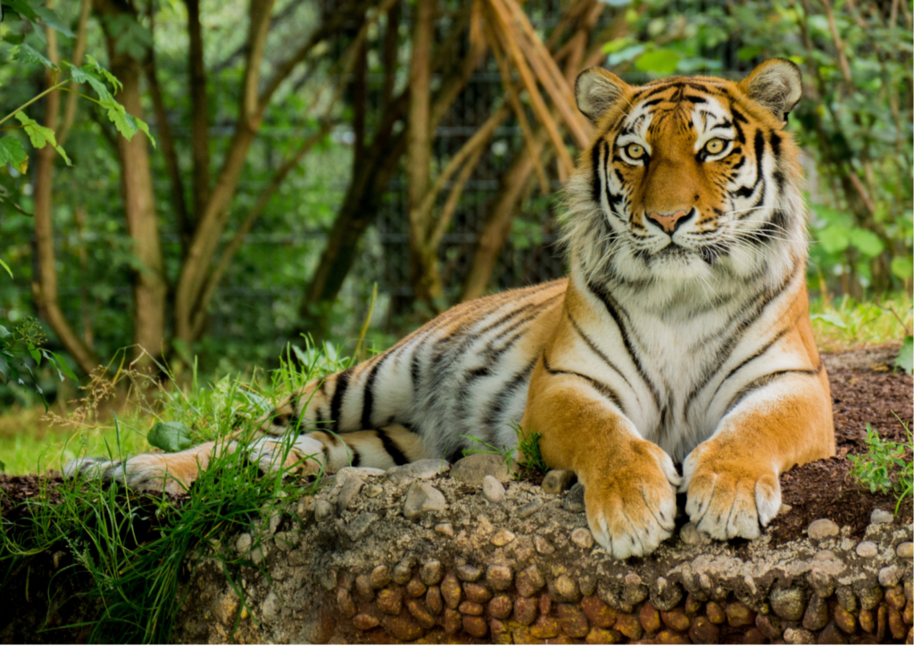 Tiger in Khao Sok National Park, Thailand