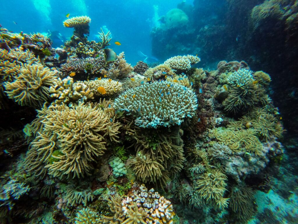 Closeup photo of coral reef in the Great Barrier Reef