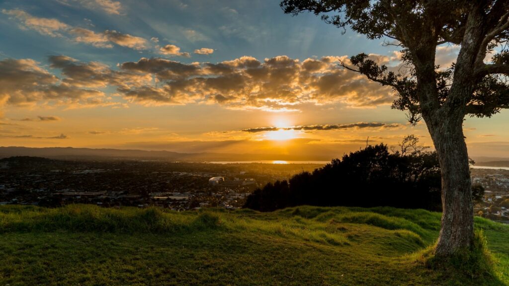A beautiful sunset over Auckland from a viewpoint with a tree in the front