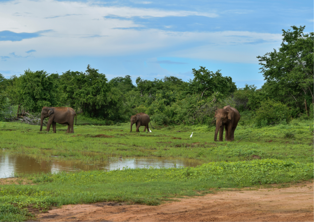 Three elephants grassing on in Udawalawe National Park