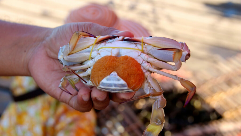 A hand holding a crab
