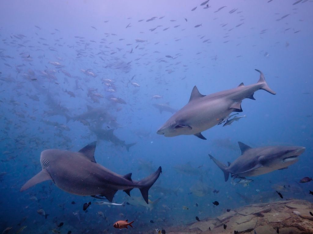 A steam of sharks which you can experience on your dive in Fiji