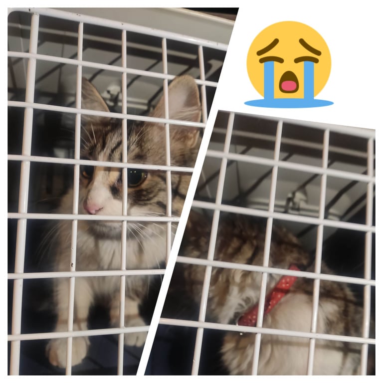 Foto de Animal encontrado