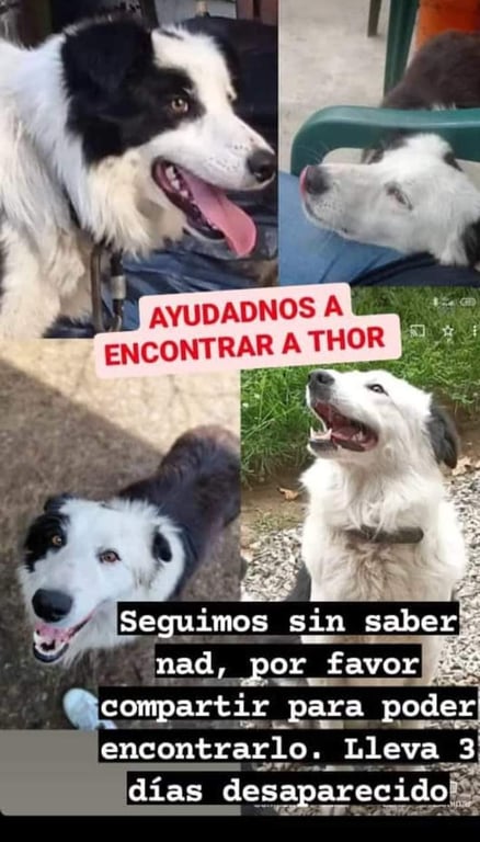 Foto de Thor