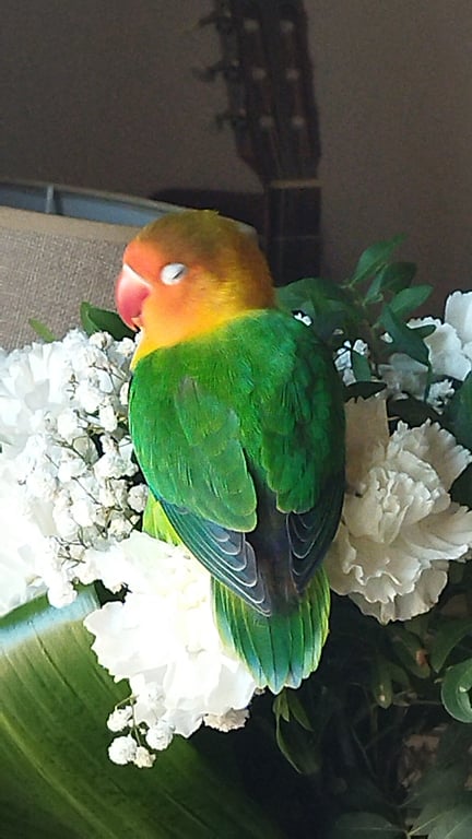 Foto de Animal encontrado