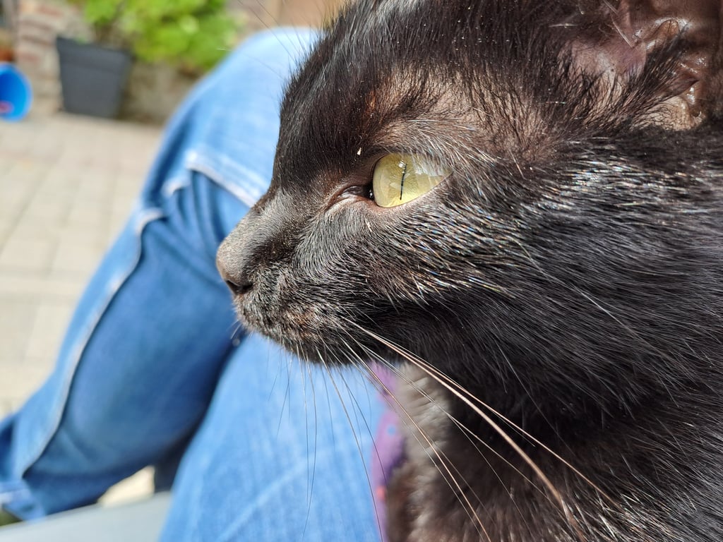 Photo de Animal trouvé