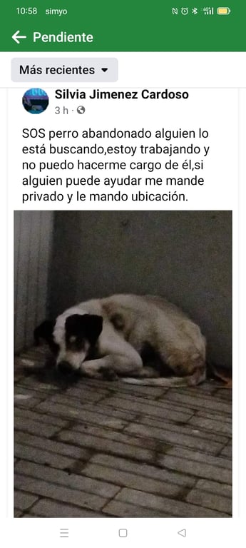 Foto de Animal visto