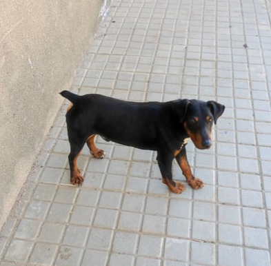 Foto de Animal encontrado