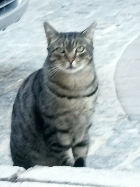 Foto de Animal encontrado