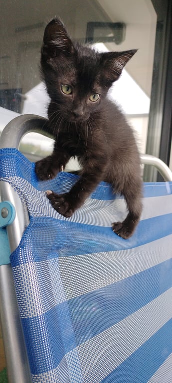 Foto de Animal encontrado