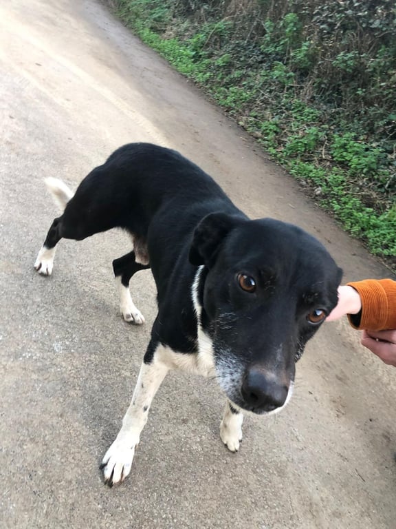 Foto de Animal encontrado