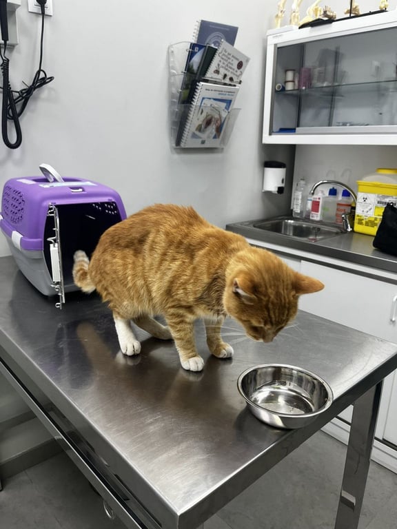 Foto de Animal encontrado