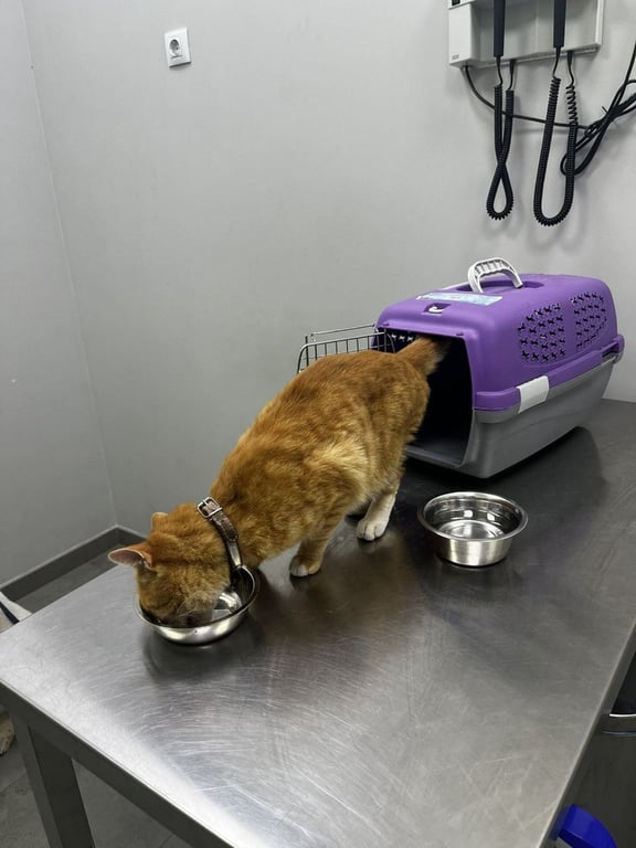 Foto de Animal encontrado