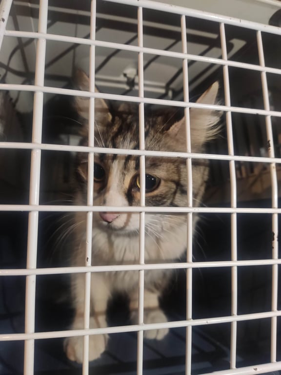 Foto de Animal encontrado