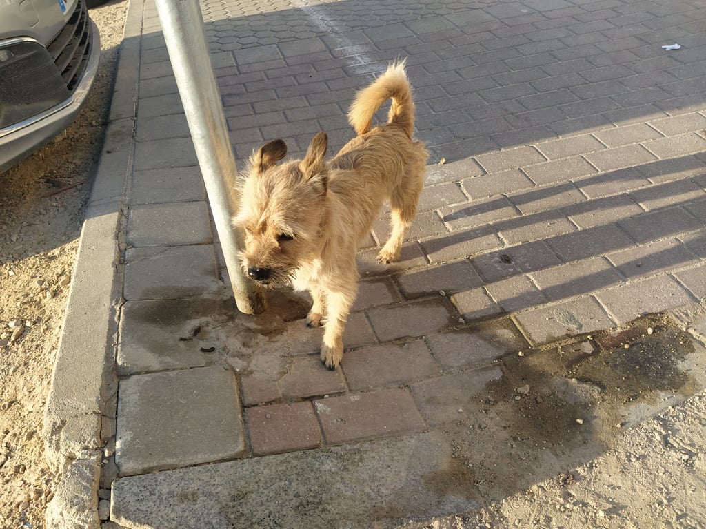 Foto de Animal visto