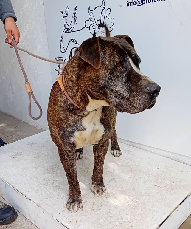 Foto de Animal encontrado