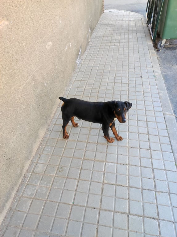 Foto de Animal encontrado